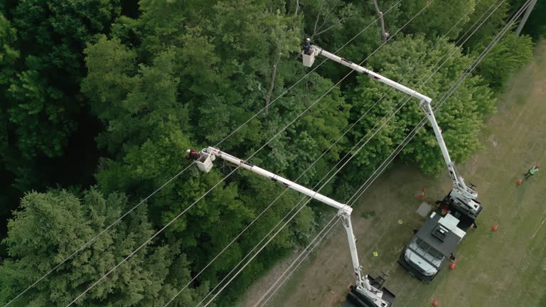 How Our Tree Care Process Works  in Red Hill, PA